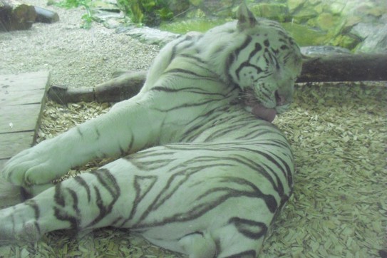 Chlouba ZOO Liberec
