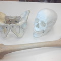 Anatomický ústav a Hrdličkovo muzeum Praha