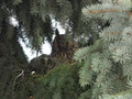 Kalosci 1 Kalosci 1