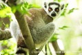 Lemur kata Lemur kata