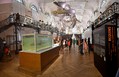 Oceánografické muzeum Monako Oceánografické muzeum Monako