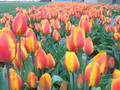 Pole s tulipány Pole s tulipány