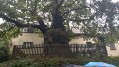 Žižkův dub v Podhradí u Lichnice Žižkův dub v Podhradí u Lichnice
