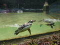 ZOO Liberec tučňáci ZOO Liberec tučňáci