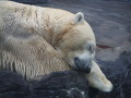 ZOO Praha 2018 ZOO Praha 2018