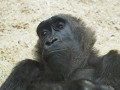 ZOO Praha 2018 ZOO Praha 2018