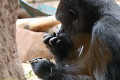 ZOO Praha 2023 ZOO Praha 2023