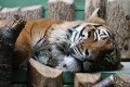 ZOO Praha 2023 ZOO Praha 2023