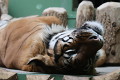 ZOO Praha 2023 ZOO Praha 2023