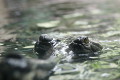 ZOO Praha 2023 ZOO Praha 2023