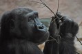 zoo Praha 6 zoo Praha 6