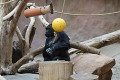 zoo praha zoo praha