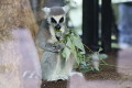 zoo praha zoo praha