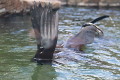 zoo praha zoo praha